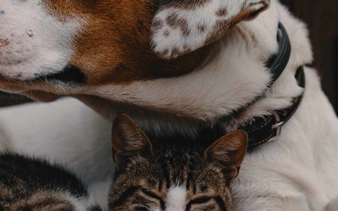 Chiens/chats : le coup de chaleur