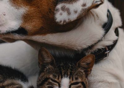 Chiens/chats : le coup de chaleur