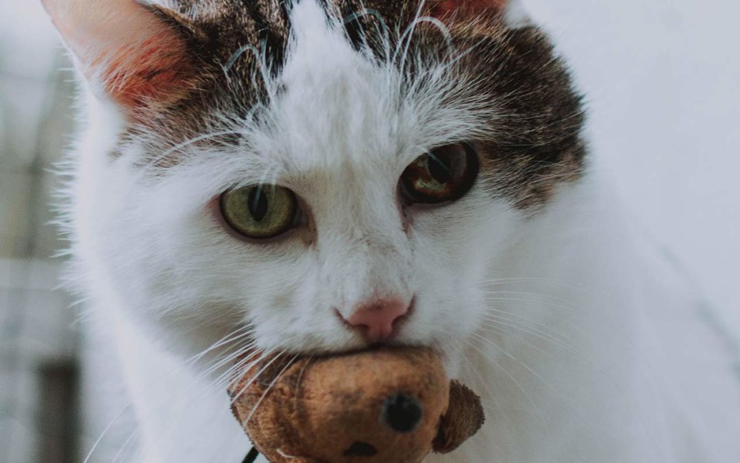 Le diabète sucré chez le chat