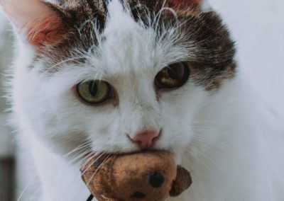 Le diabète sucré chez le chat