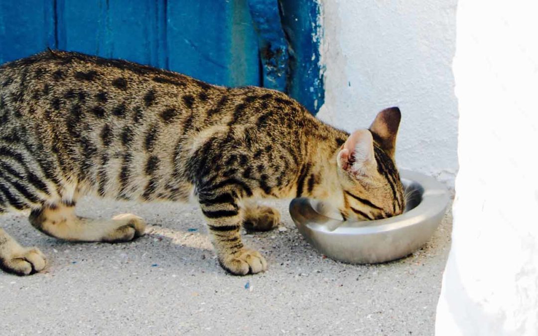 Des inconvénients du vagabondage : les abcès chez le chat