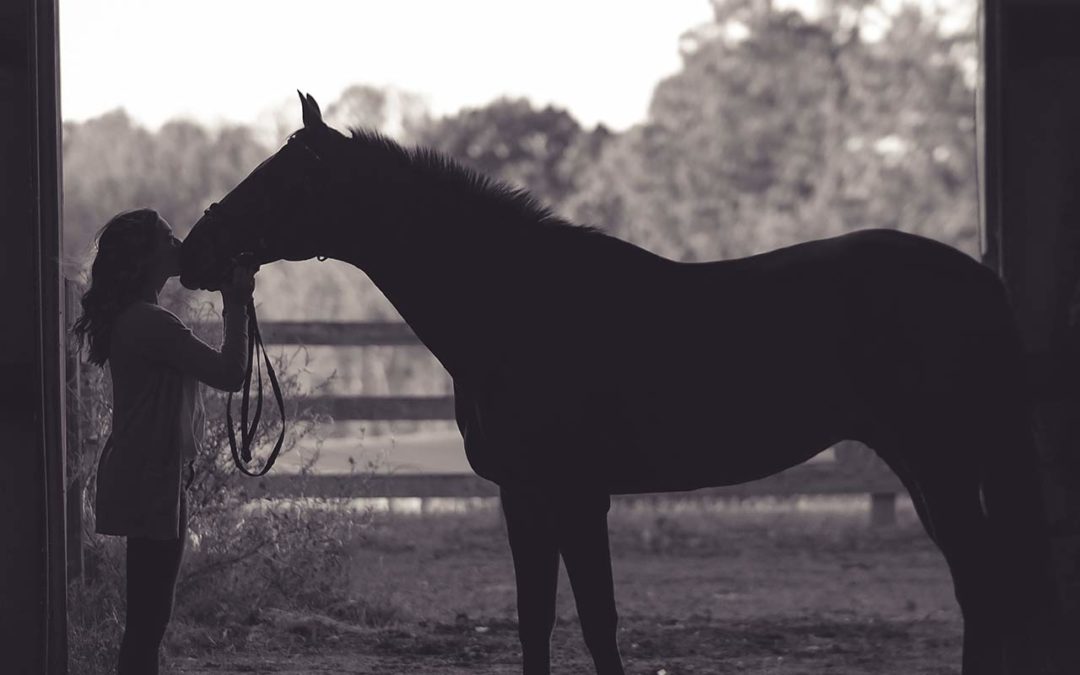 L’alimentation du cheval âgé