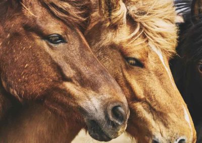 La vermifugation des chevaux