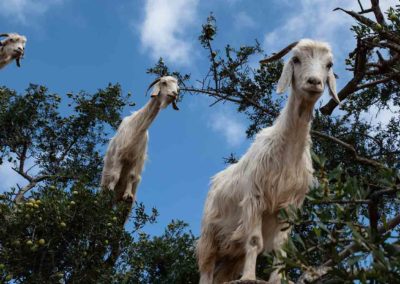 La chlamydiose abortive chez les petits ruminants