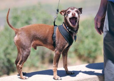 Connaître son chien