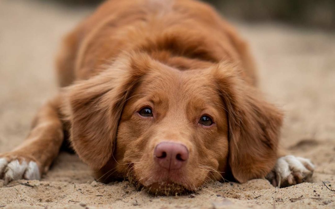 Motifs de consultation en dermatologie canine