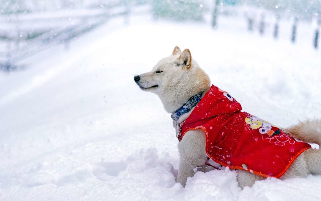 Un manteau pour mon chien : utile ou futile ?