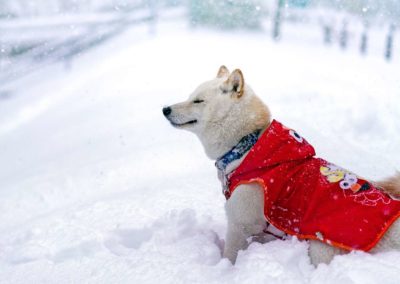 Un manteau pour mon chien : utile ou futile ?