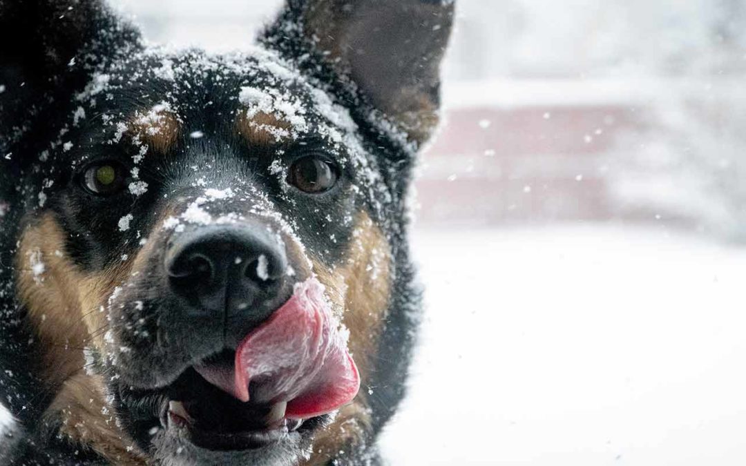 Nos compagnons et la neige