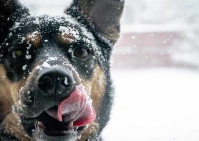 Nos compagnons et la neige