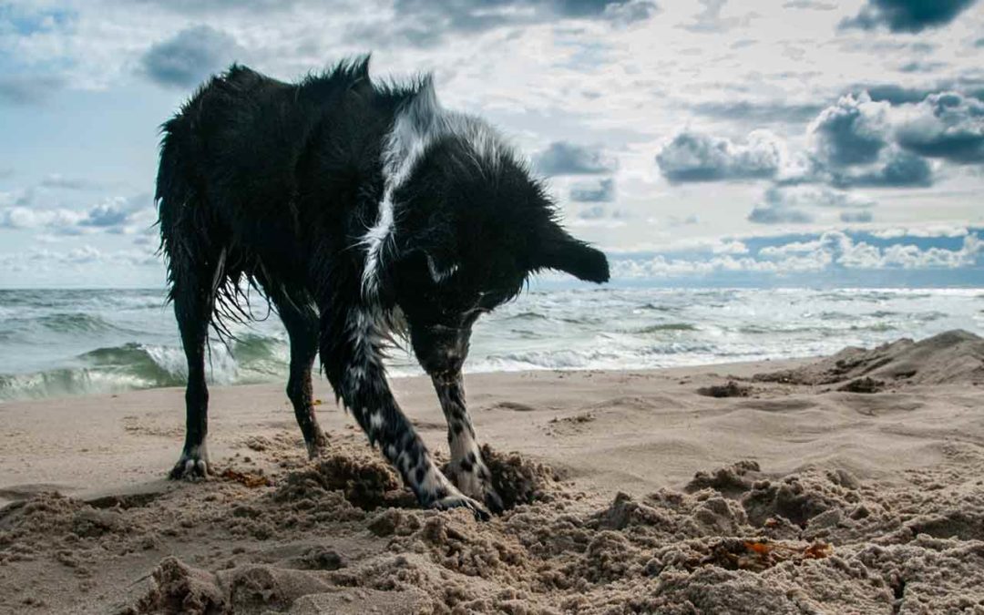 Mon chien et les tiques