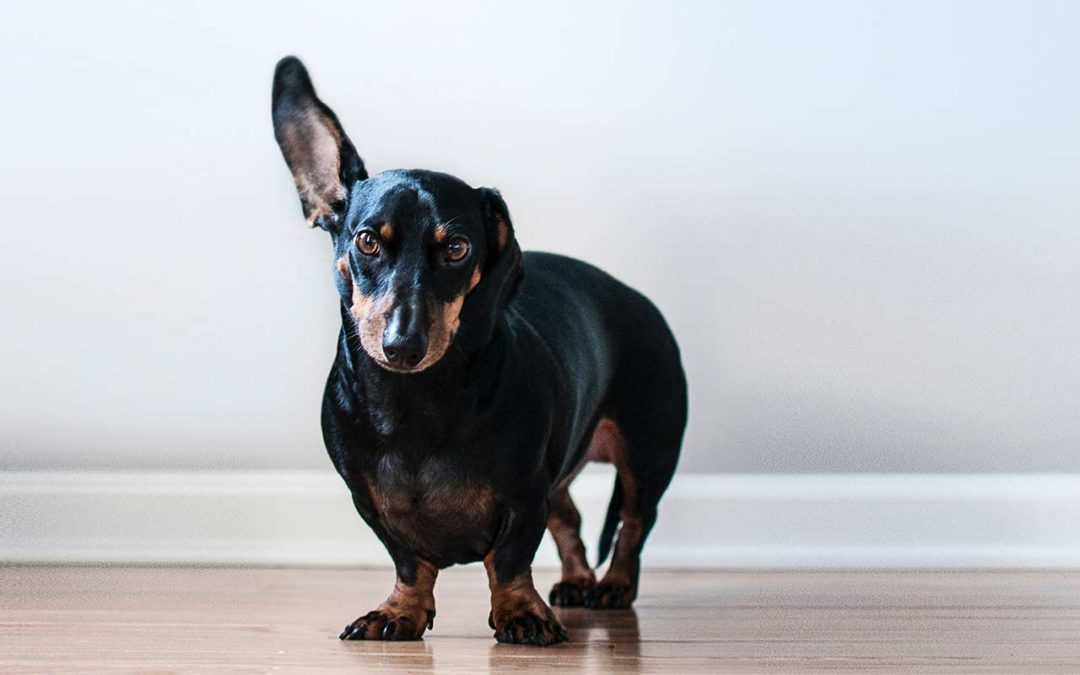 Les otites chez le chien (2ième partie) : leur traitement