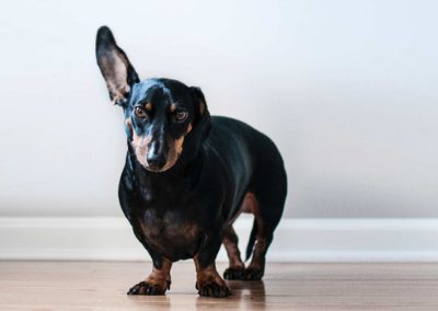 Les otites chez le chien (2ième partie) : leur traitement