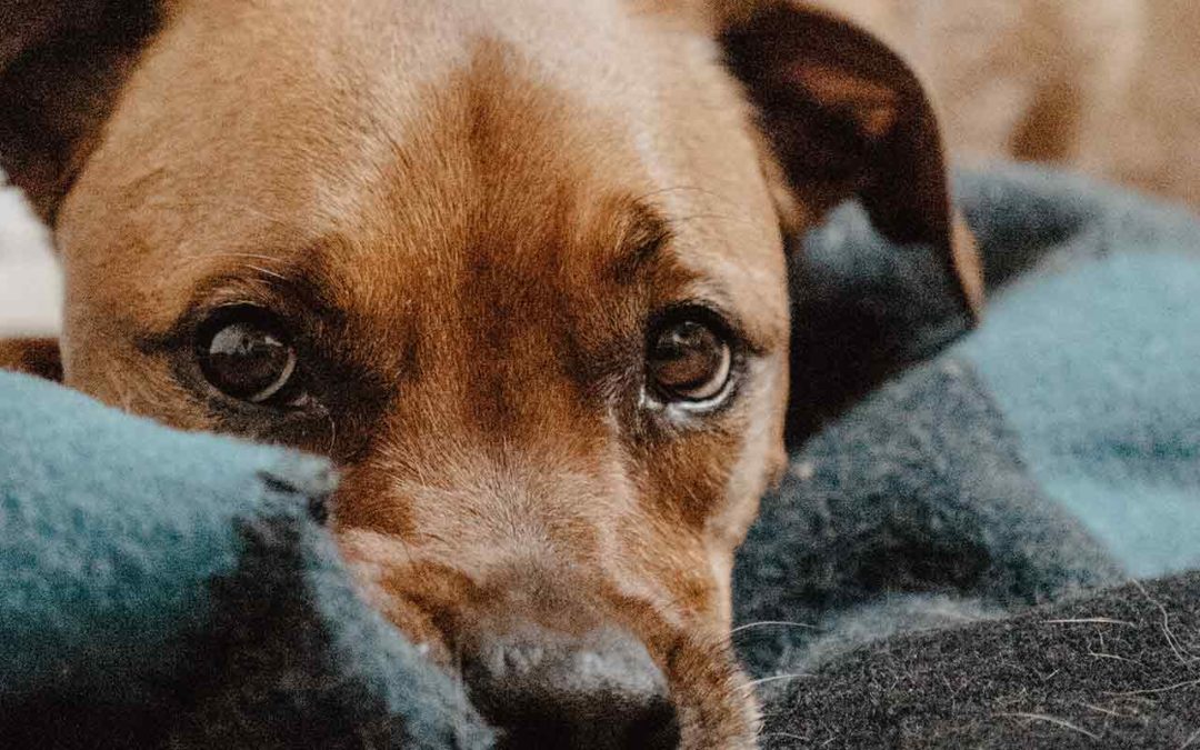 Rupture des ligaments croisés chez le chien