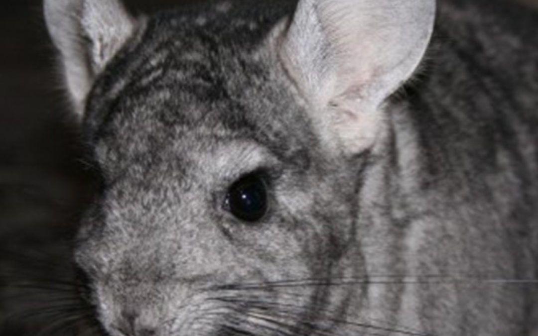 Le chinchilla