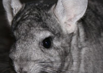 Le chinchilla