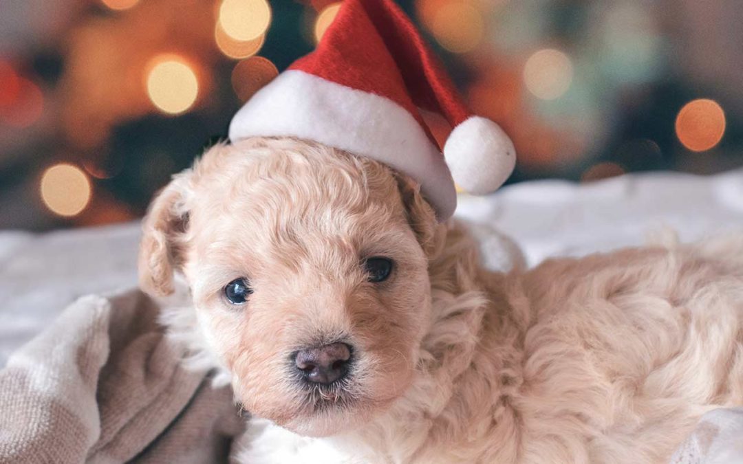 Comment passer les fêtes de fin d’année en toute sérénité avec nos compagnons ?