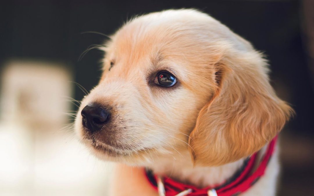 La propreté du chiot