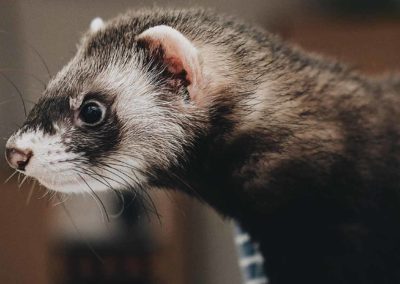 Le furet : caractéristiques générales