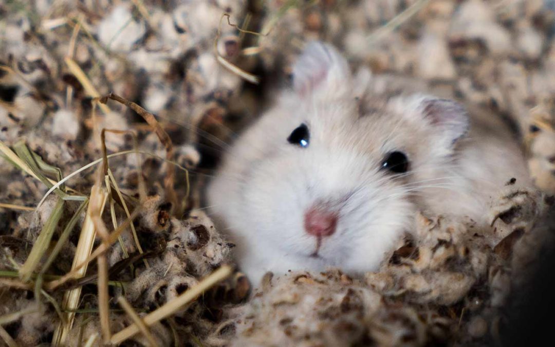 Un hamster à la maison, pourquoi pas ? (1/2)