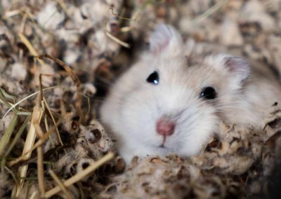 Un hamster à la maison, pourquoi pas ? (1/2)