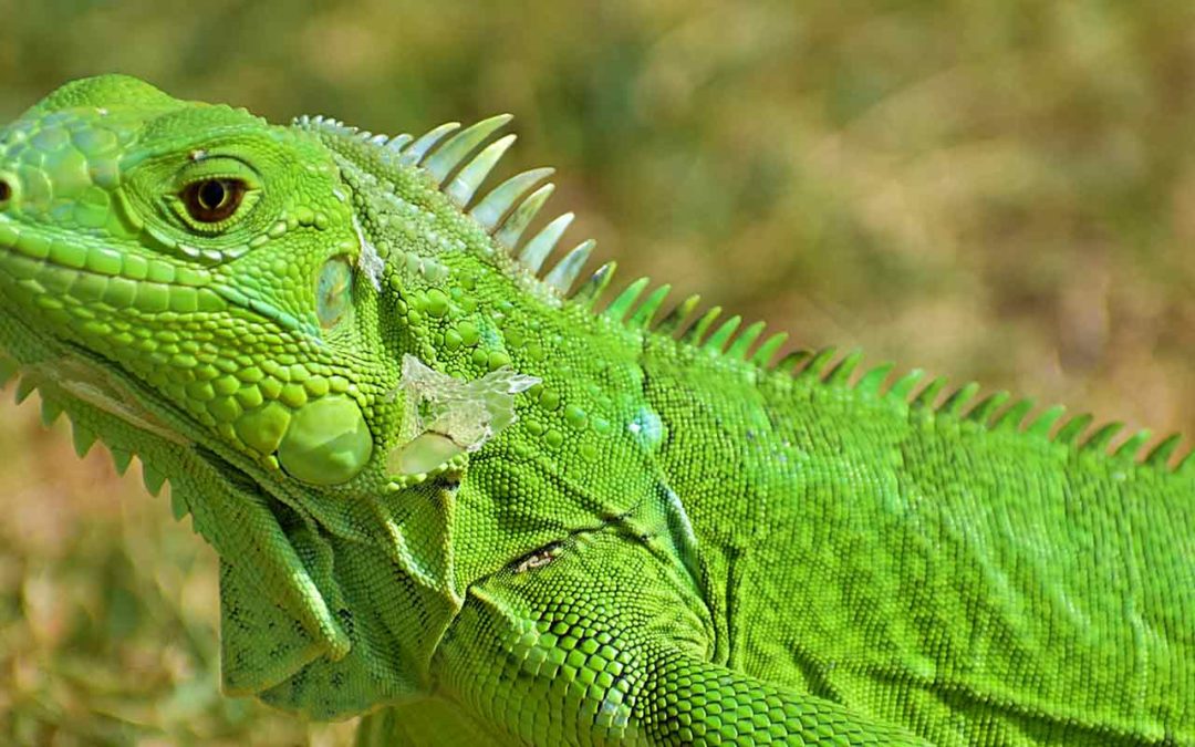 Un iguane comme compagnon ? 2/2