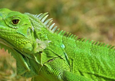 Un iguane comme compagnon ? 2/2