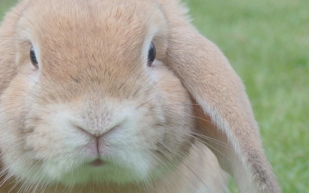 Urgences chez le lapin et les rongeurs