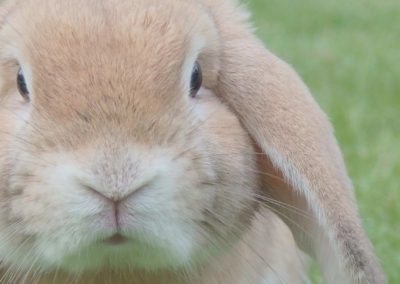 Urgences chez le lapin et les rongeurs