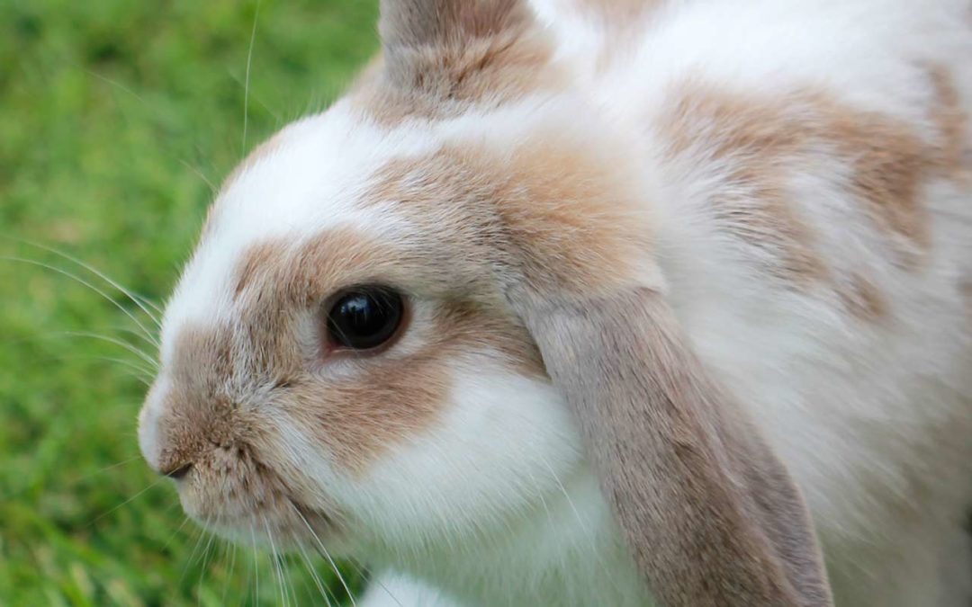 La malocclusion des dents chez le lapin