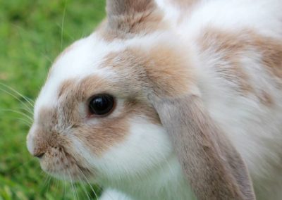 La malocclusion des dents chez le lapin