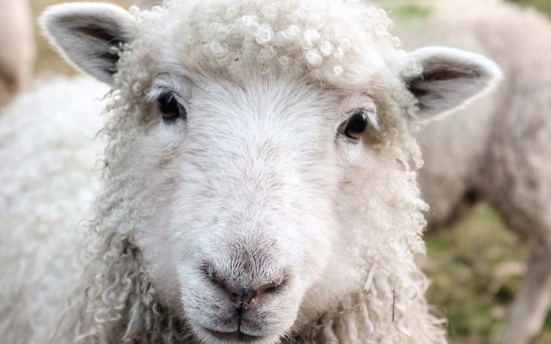 La gale psoroptique ovine ou gale du corps