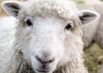 La gale psoroptique ovine ou gale du corps