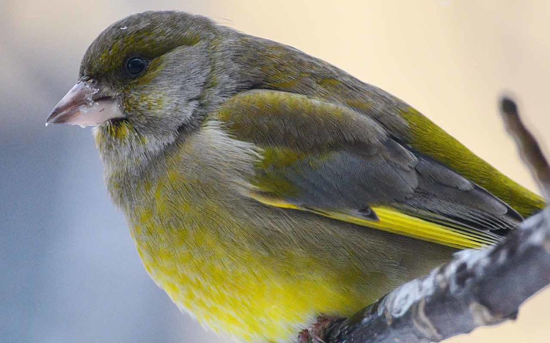 Le mal de ponte chez les oiseaux