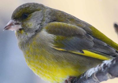 Le mal de ponte chez les oiseaux