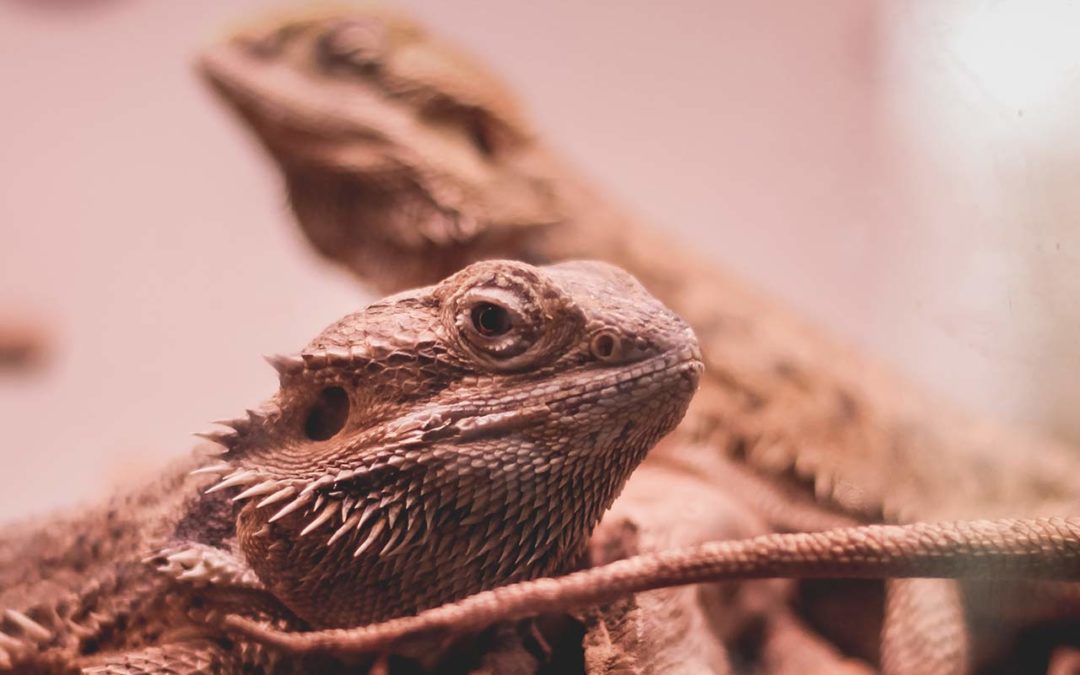 Un iguane comme compagnon ? 1/2