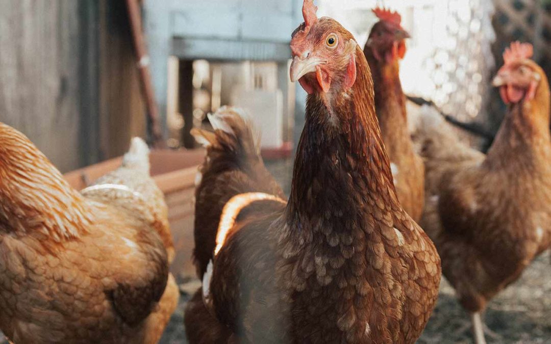 Les poux rouges des poules