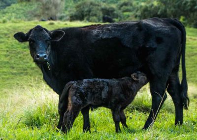 Les diarrhées néonatales chez les bovins