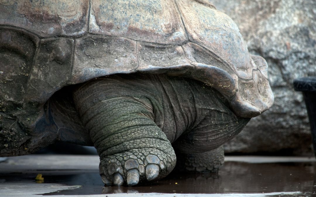 Avoir une tortue africaine dans son jardin