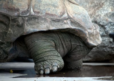 Avoir une tortue africaine dans son jardin