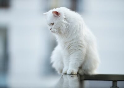 Le chat parachutiste : mon chat est tombé de la fenêtre, que dois-je faire ?