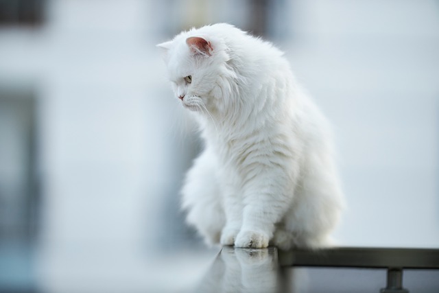 Le chat parachutiste : mon chat est tombé de la fenêtre, que dois-je faire ?